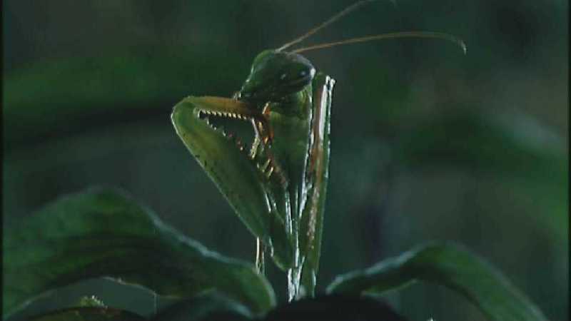 D:\Microcosmos\Mantis [1/6] - 006.jpg (1/1) (Video Capture); DISPLAY FULL IMAGE.