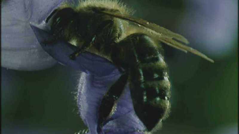 D:\Microcosmos\Honeybee [02/10] - 047.jpg (1/1) (Video Capture); DISPLAY FULL IMAGE.