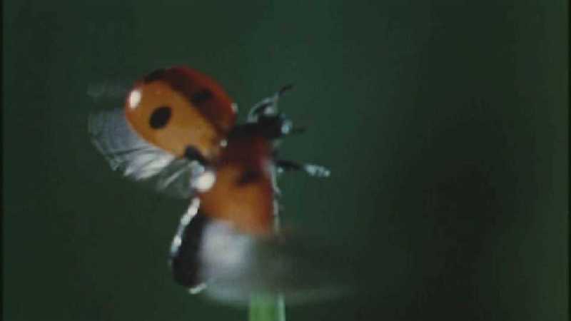 D:\Microcosmos\Ladybird] [01/34] - 058.jpg (1/1) (Video Capture); DISPLAY FULL IMAGE.