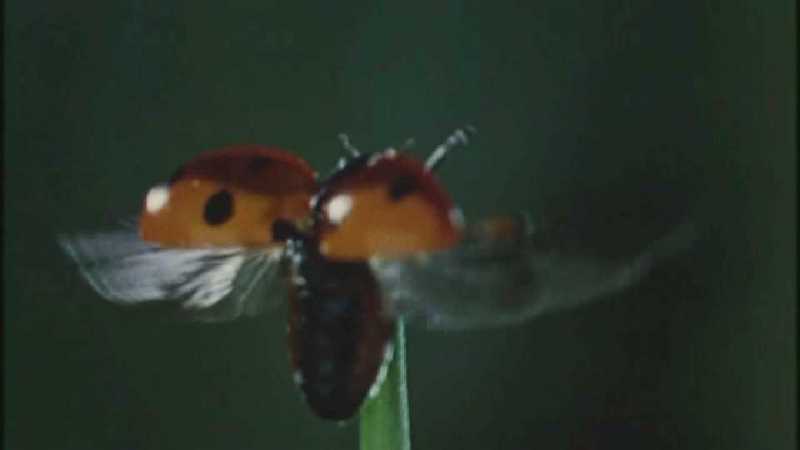 D:\Microcosmos\Ladybird] [01/34] - 058.jpg (1/1) (Video Capture); DISPLAY FULL IMAGE.
