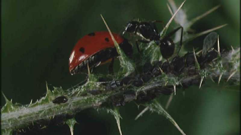 Microcosmos\Ladybug, Plant Louse, Carpenter Ants [01/13] - 082.jpg (1/1) (Video Capture); DISPLAY FULL IMAGE.