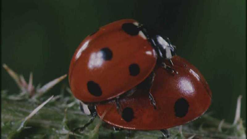D:\Microcosmos\Ladybird] [25/34] - 094.jpg (1/1) (Video Capture); DISPLAY FULL IMAGE.