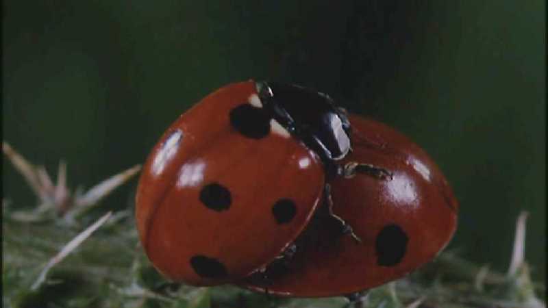 D:\Microcosmos\Ladybird] [25/34] - 094.jpg (1/1) (Video Capture); DISPLAY FULL IMAGE.