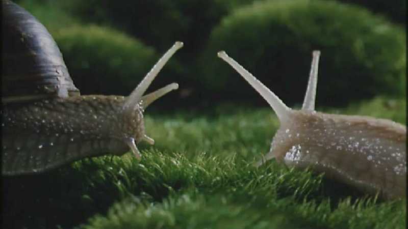D:\Microcosmos\Garden Snails] [01/20] - 112.jpg (1/1) (Video Capture); DISPLAY FULL IMAGE.