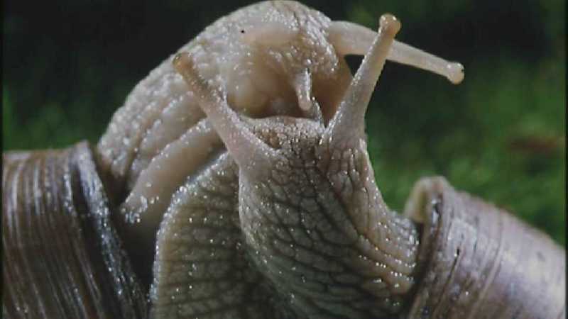 D:\Microcosmos\Garden Snails] [01/20] - 112.jpg (1/1) (Video Capture); DISPLAY FULL IMAGE.