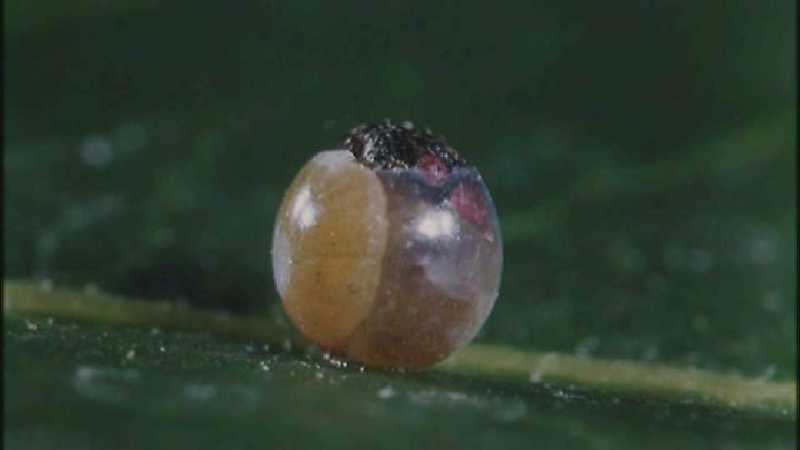 D:\Microcosmos\Caterpillar hatches] [03/22] - 130.jpg (1/1) (Video Capture); DISPLAY FULL IMAGE.