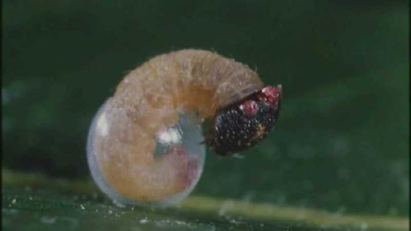 D:\Microcosmos\Caterpillar hatches] [03/22] - 130.jpg (1/1) (Video Capture); DISPLAY FULL IMAGE.