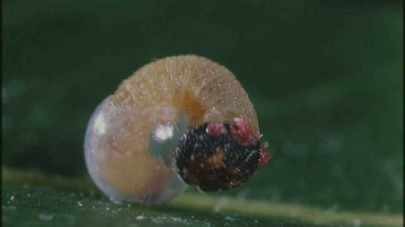 D:\Microcosmos\Caterpillar hatches] [03/22] - 130.jpg (1/1) (Video Capture); DISPLAY FULL IMAGE.