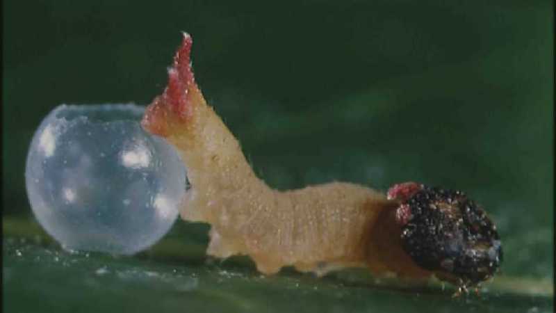 D:\Microcosmos\Caterpillar hatches] [03/22] - 130.jpg (1/1) (Video Capture); DISPLAY FULL IMAGE.