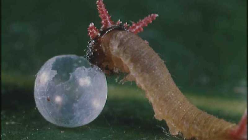 D:\Microcosmos\Caterpillar hatches] [03/22] - 130.jpg (1/1) (Video Capture); DISPLAY FULL IMAGE.