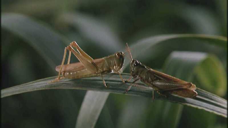 D:\Microcosmos\Grasshopper [1/3] - 010.jpg (1/1) (Video Capture); DISPLAY FULL IMAGE.