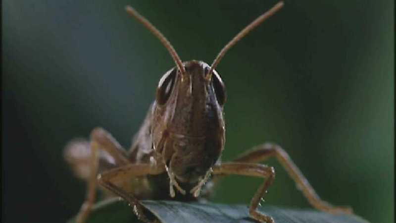 D:\Microcosmos\Grasshopper [1/3] - 010.jpg (1/1) (Video Capture); DISPLAY FULL IMAGE.