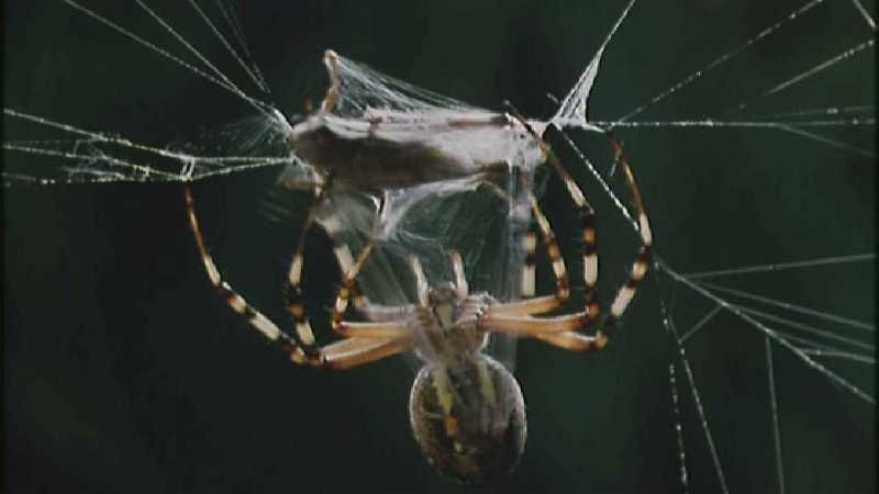 D:\Microcosmos\Spider] [1/8] - 152.jpg (1/1) (Video Capture); DISPLAY FULL IMAGE.