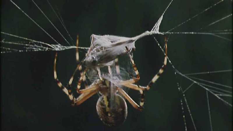 D:\Microcosmos\Spider] [2/8] - 152.jpg (1/1) (Video Capture); DISPLAY FULL IMAGE.