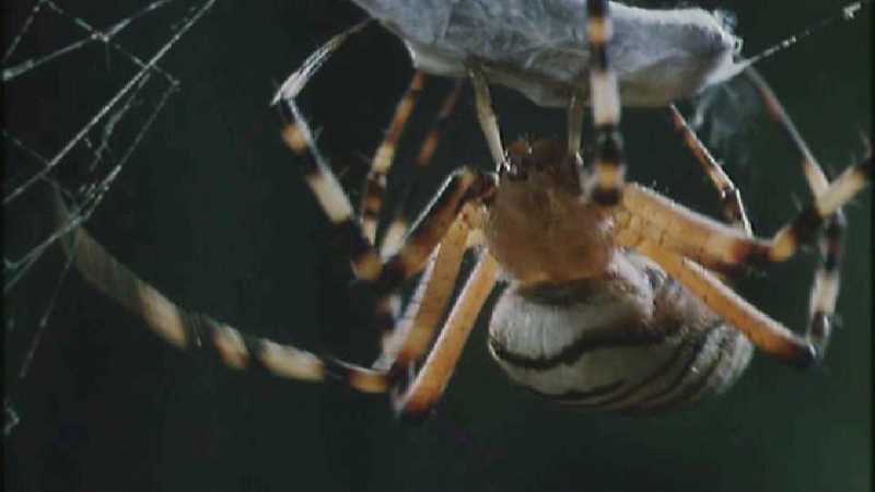 D:\Microcosmos\Spider] [3/8] - 152.jpg (1/1) (Video Capture); DISPLAY FULL IMAGE.