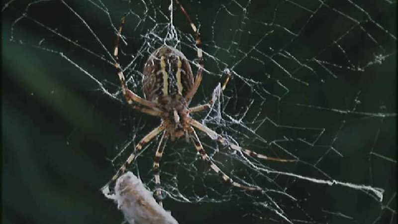 D:\Microcosmos\Spider] [1/8] - 152.jpg (1/1) (Video Capture); DISPLAY FULL IMAGE.