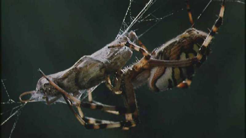 D:\Microcosmos\Spider] [1/8] - 152.jpg (1/1) (Video Capture); DISPLAY FULL IMAGE.