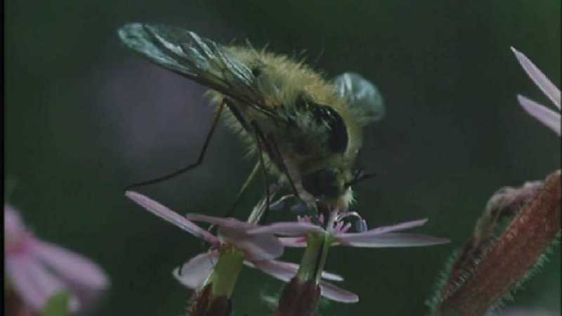 D:\Microcosmos\Honeybee] [08/10] - 160.jpg (1/1) (Video Capture); DISPLAY FULL IMAGE.