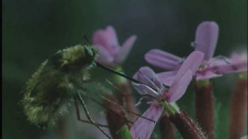 D:\Microcosmos\Honeybee] [08/10] - 160.jpg (1/1) (Video Capture); DISPLAY FULL IMAGE.