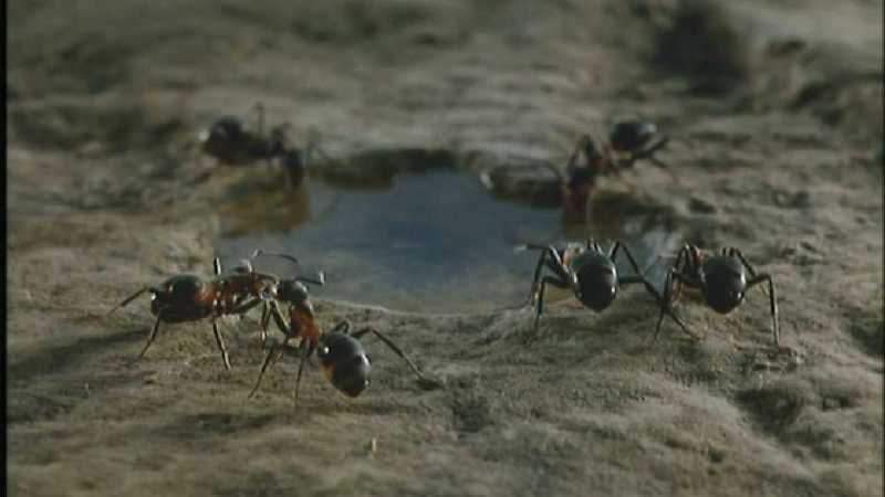 D:\Microcosmos\Ants] [06/10] - 185.jpg (1/1); DISPLAY FULL IMAGE.