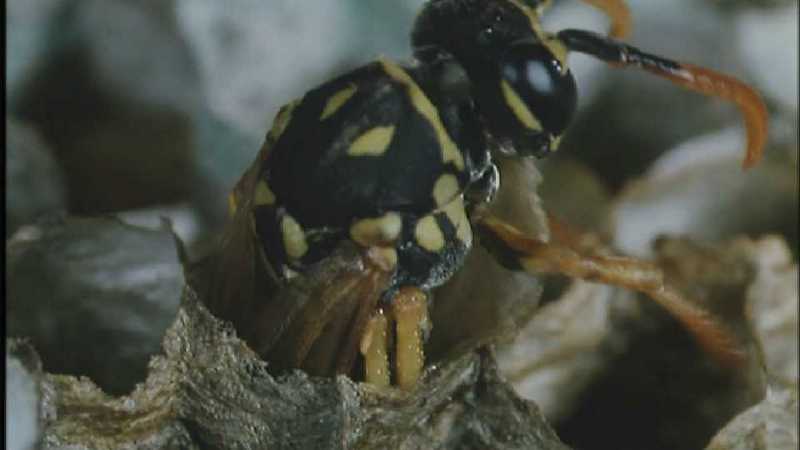 D:\Microcosmos\Polist Wasp] [02/22] - 191.jpg (1/1) (Video Capture); DISPLAY FULL IMAGE.