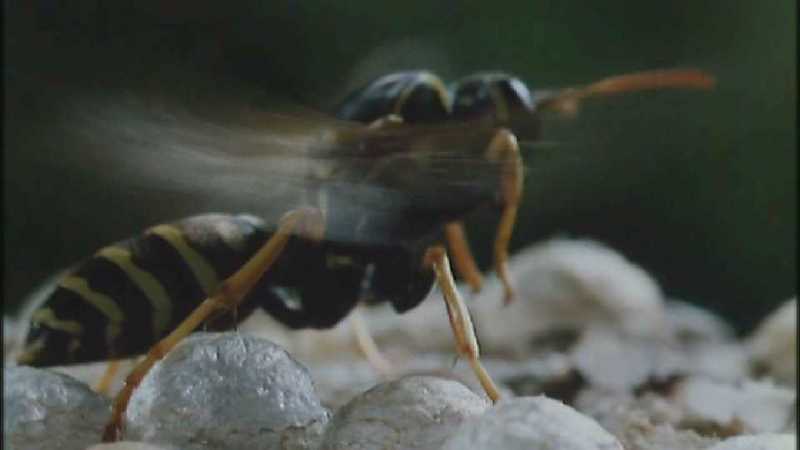D:\Microcosmos\Polist Wasp] [02/22] - 191.jpg (1/1) (Video Capture); DISPLAY FULL IMAGE.