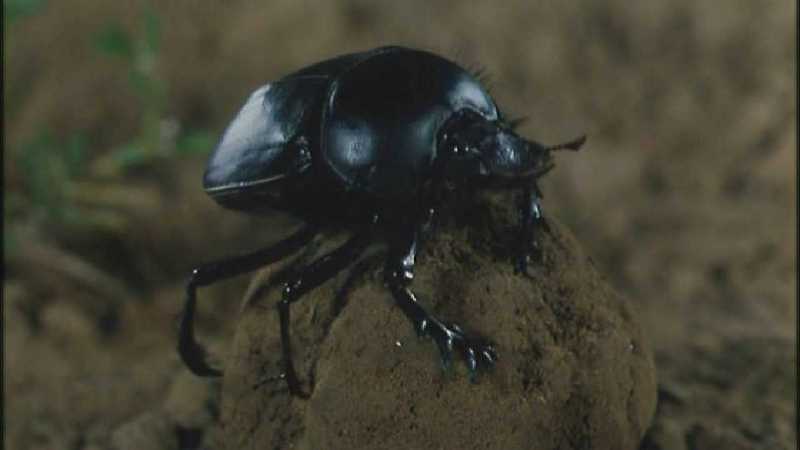 D:\Microcosmos\Dung Beetle] [2/5] - 213.jpg (1/1) (Video Capture); DISPLAY FULL IMAGE.