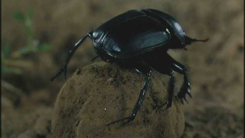 D:\Microcosmos\Dung Beetle] [3/5] - 214.jpg (1/1) (Video Capture); DISPLAY FULL IMAGE.