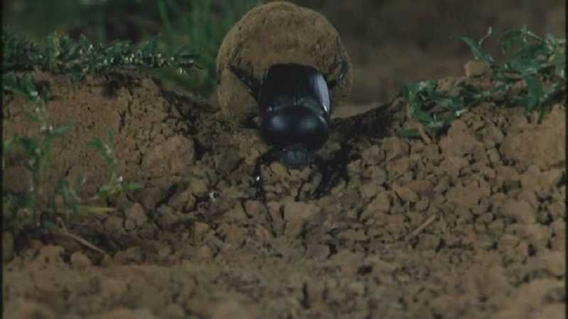 D:\Microcosmos\Dung Beetle] [3/5] - 214.jpg (1/1) (Video Capture); DISPLAY FULL IMAGE.