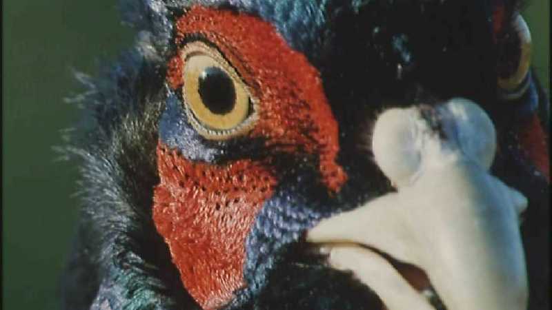 D:\Microcosmos\Pheasant] [1/6] - 217.jpg (1/1) (Video Capture); DISPLAY FULL IMAGE.