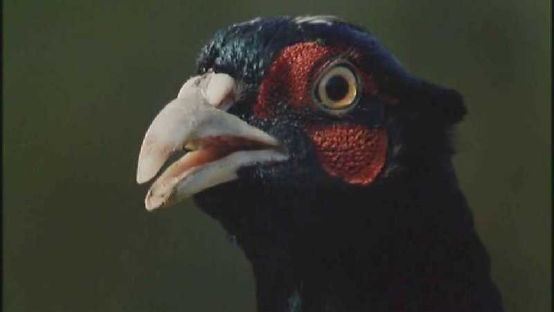 D:\Microcosmos\Pheasant] [1/6] - 217.jpg (1/1) (Video Capture); DISPLAY FULL IMAGE.