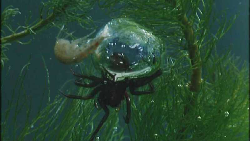 D:\Microcosmos\Water Spider] [4/9] - 242.jpg (1/1) (Video Capture); DISPLAY FULL IMAGE.