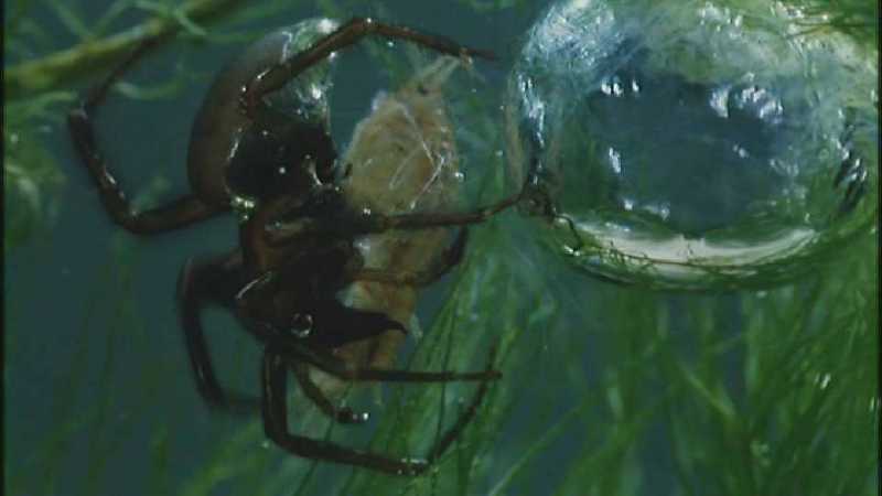 D:\Microcosmos\Water Spider] [5/9] - 243.jpg (1/1) (Video Capture); DISPLAY FULL IMAGE.
