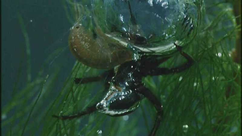  - Microcosmos_244-Water_Spider-capture_by_fask7-m