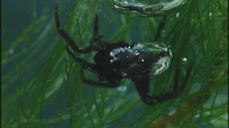 D:\Microcosmos\Water Spider] [8/9] - 246.jpg (1/1) (Video Capture); DISPLAY FULL IMAGE.