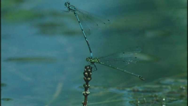 [Microcosmos\Dragonfly] [1/8] - 223.jpg (Video Capture); DISPLAY FULL IMAGE.