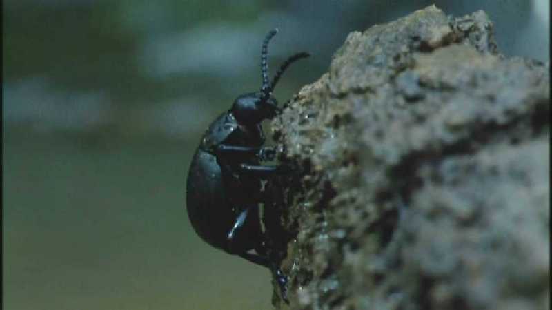 D:\Microcosmos\Beetle] [1/2] - 260.jpg (1/1) (Video Capture); DISPLAY FULL IMAGE.