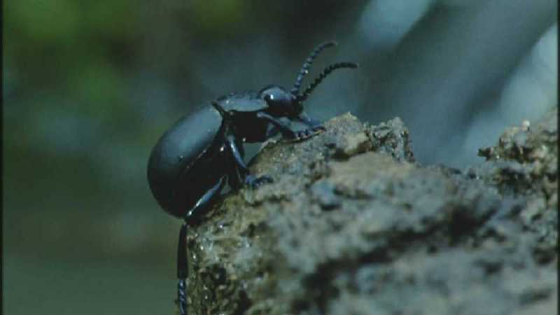 D:\Microcosmos\Beetle] [2/2] - 261.jpg (1/1) (Video Capture); DISPLAY FULL IMAGE.