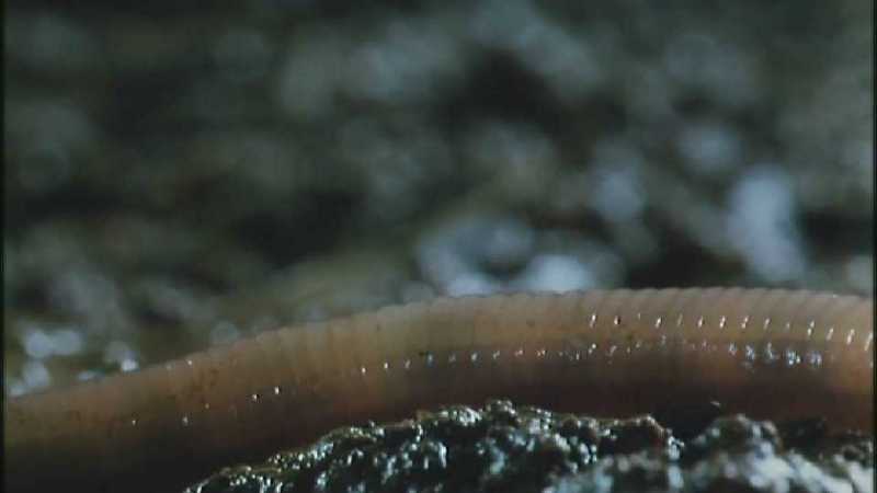 D:\Microcosmos\Earthworm] [1/1] - 262.jpg (1/1) (Video Capture); DISPLAY FULL IMAGE.