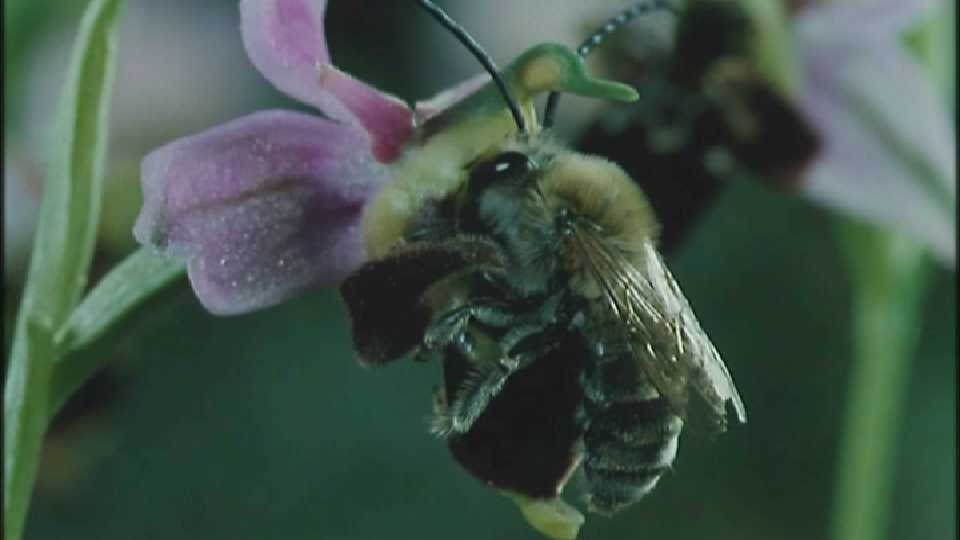 D:\Microcosmos\Ophrys Orchid] [2/6] - 263.jpg (1/1) (Video Capture); Image ONLY