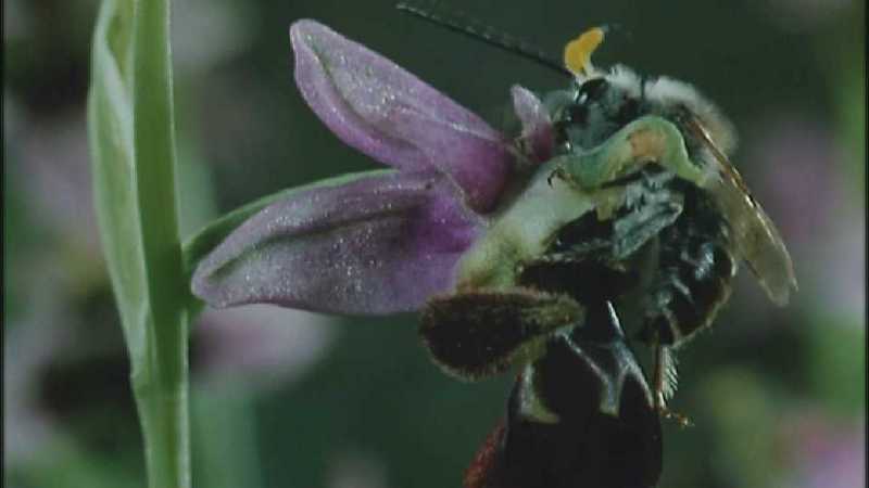 D:\Microcosmos\Ophrys Orchid] [2/6] - 263.jpg (1/1) (Video Capture); DISPLAY FULL IMAGE.
