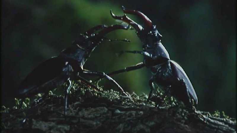 [Microcosmos - European Stag Beetle] [4/7] - 277.jpg (1/1) (Video Capture); DISPLAY FULL IMAGE.