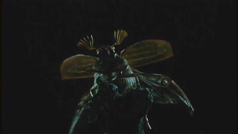 D:\Microcosmos\King Gold-beetle [2/5] - 293.jpg (1/1) (Video Capture); DISPLAY FULL IMAGE.