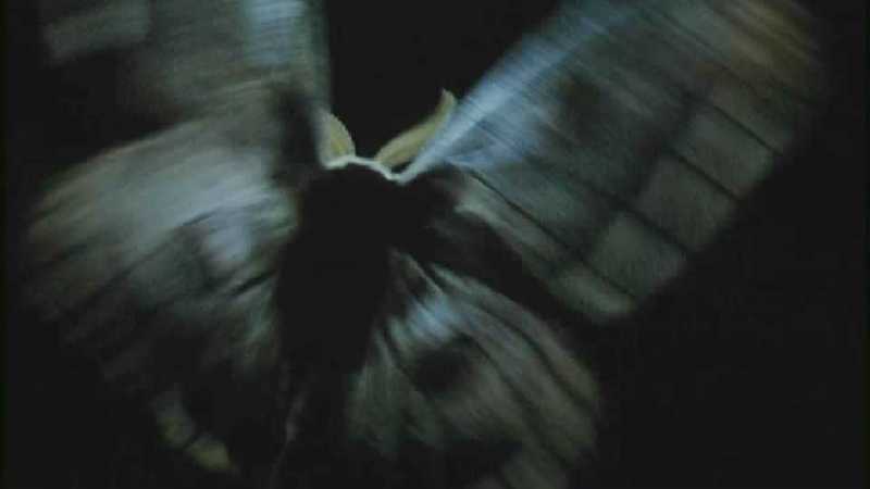 D:\Microcosmos\Moth's Flight] [01/13] - 292.jpg (1/1) (Video Capture); DISPLAY FULL IMAGE.
