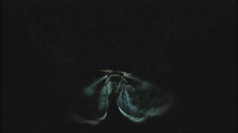 D:\Microcosmos\Moth's Flight] [01/13] - 292.jpg (1/1) (Video Capture); DISPLAY FULL IMAGE.