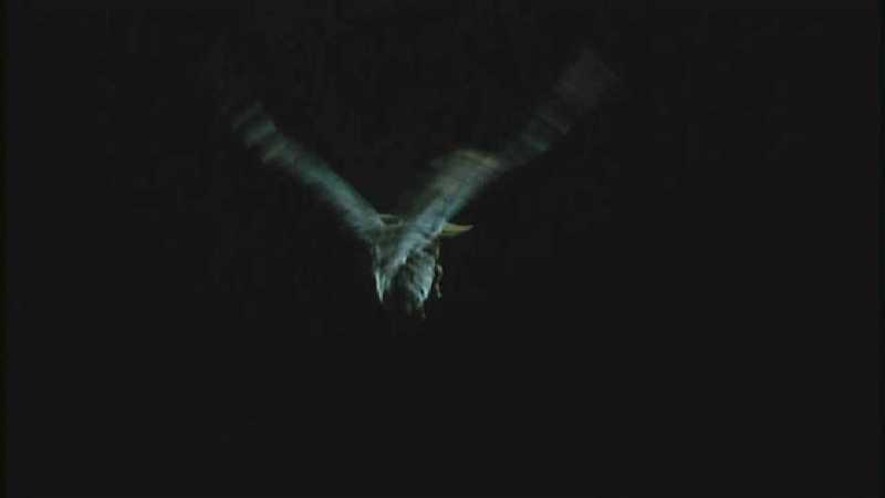 D:\Microcosmos\Moth's Flight] [01/13] - 292.jpg (1/1) (Video Capture); DISPLAY FULL IMAGE.