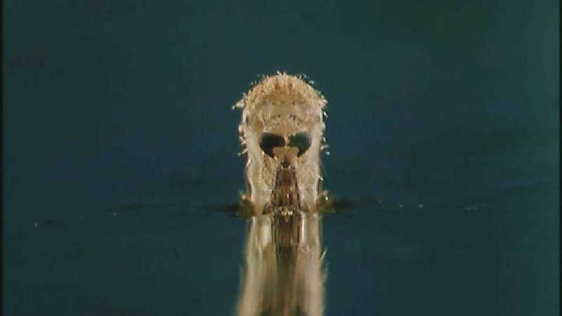 D:\Microcosmos\Mosquito hatches [01/28] - 309.jpg (1/1) (Video Capture); DISPLAY FULL IMAGE.