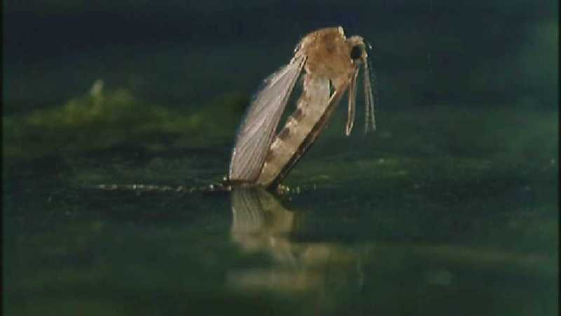 D:\Microcosmos\Mosquito hatches [01/28] - 309.jpg (1/1) (Video Capture); DISPLAY FULL IMAGE.