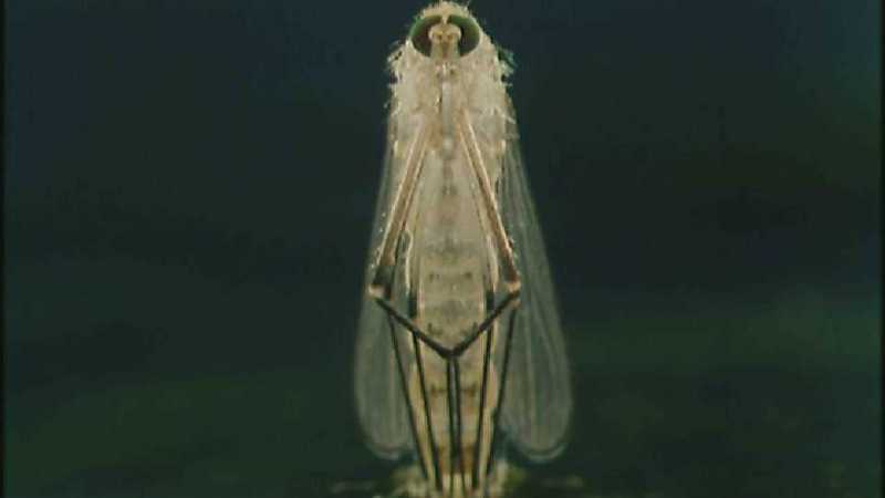 D:\Microcosmos\Mosquito hatches [01/28] - 309.jpg (1/1) (Video Capture); DISPLAY FULL IMAGE.