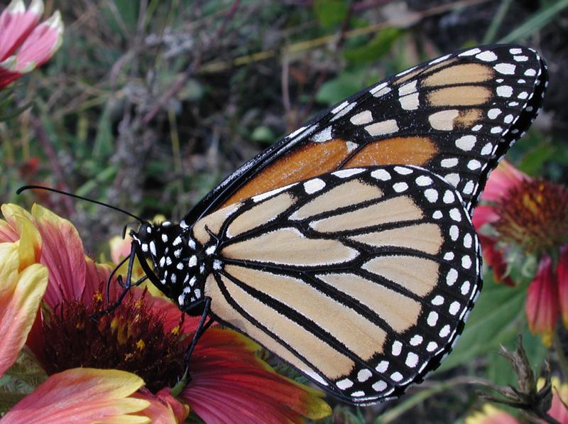 Monarch -- monarch butterfly (Danaus plexippus); DISPLAY FULL IMAGE.